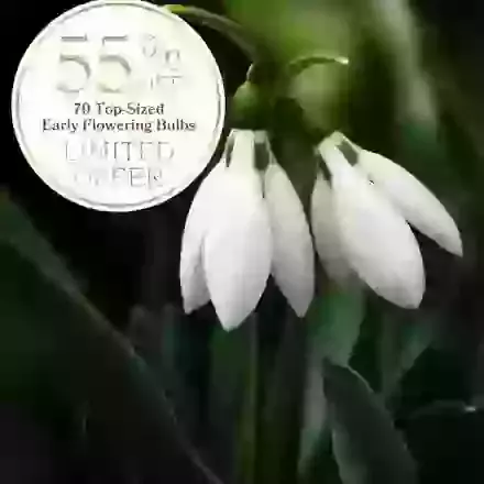 70 Winter Flowering Bulbs Offer